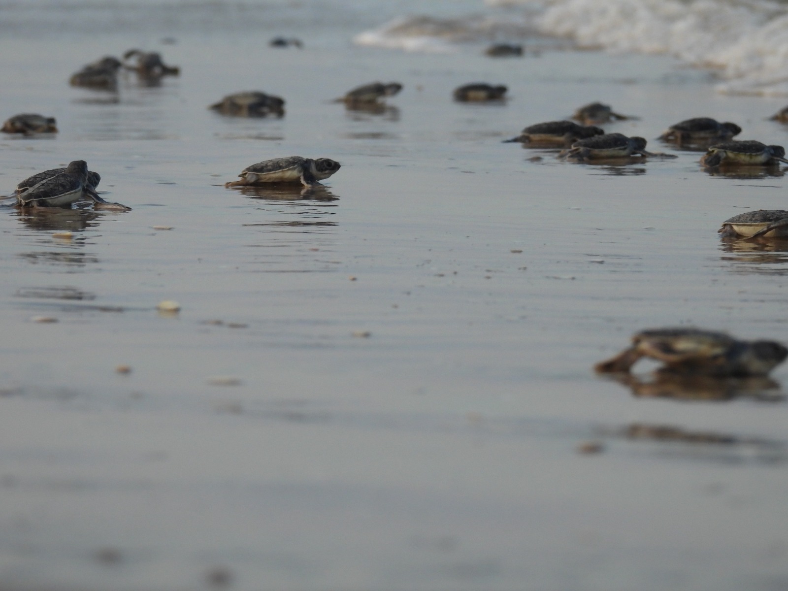 Tortugas Lora en costas de Tamaulipas